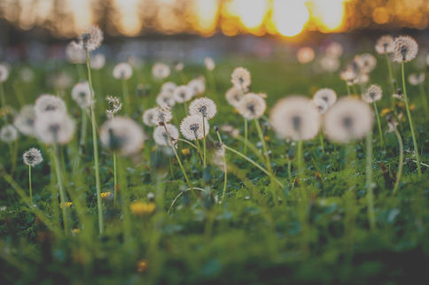 Dandelion seeding