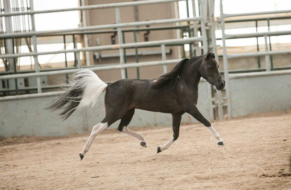 Miniature Horses - AMHA AMHR