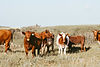 Pasture 2026 - fields of wheat-10.jpg