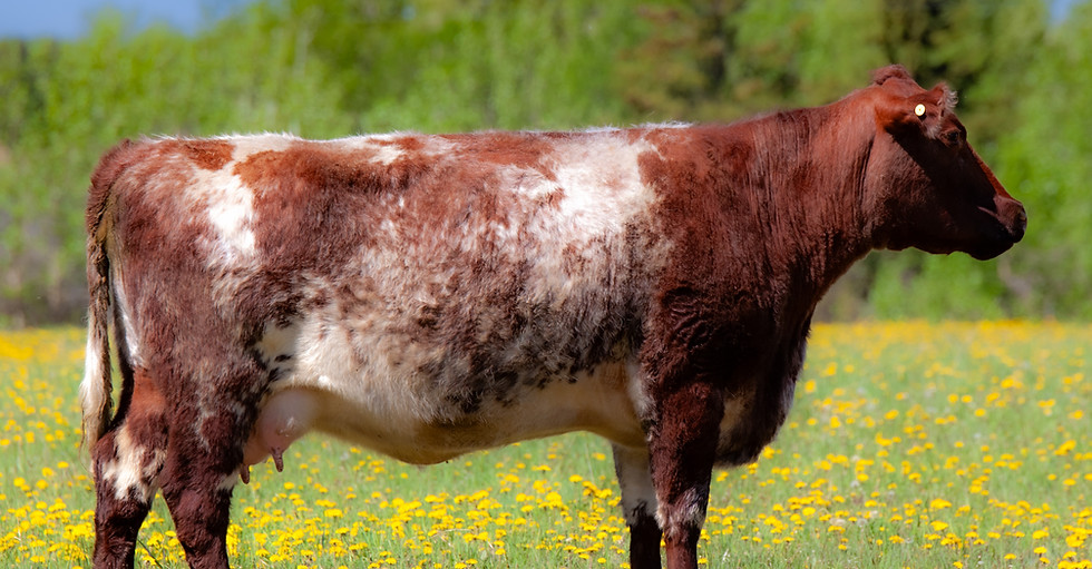 Ramblin Ranch May 28,2025-11.jpg