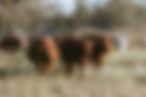 Pasture 2026 - fields of wheat-8.jpg