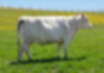 Ramblin Ranch May 28,2025-19.jpg