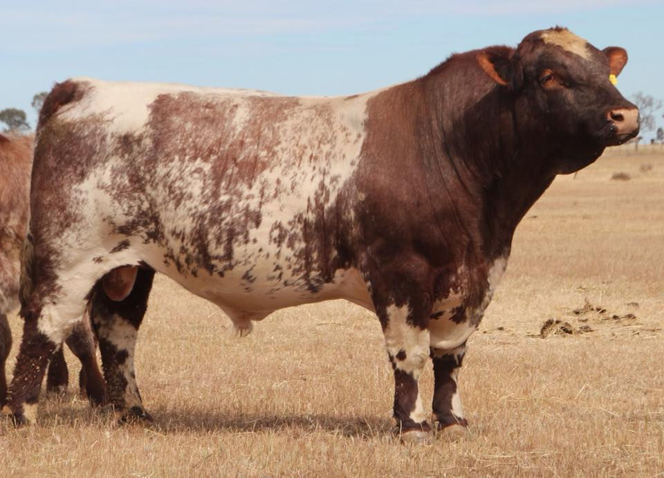 bayview Unique 2020.jpg