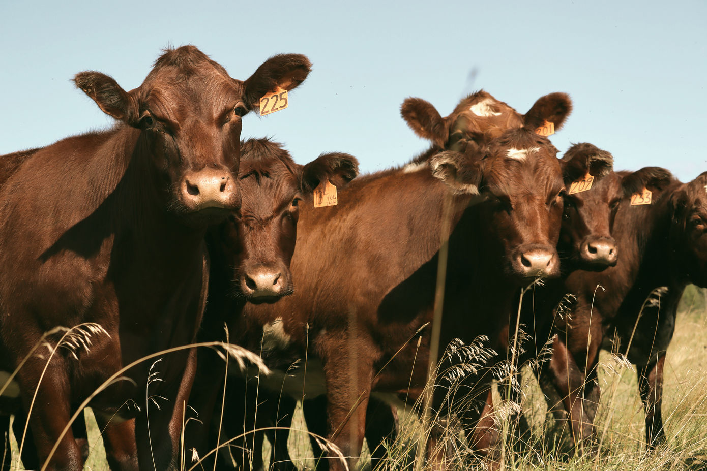 Red Shorthorn cows in a field