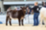 Ramblin Lylliana Dawn 11L - Shorthorn Heifer at Ramblin Ranch