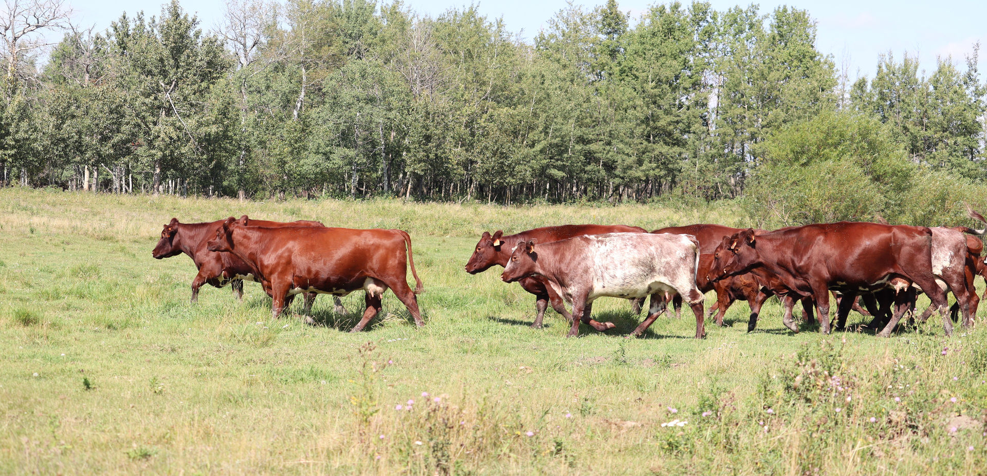 Shorthorn cattle grazing in a lush green pasture