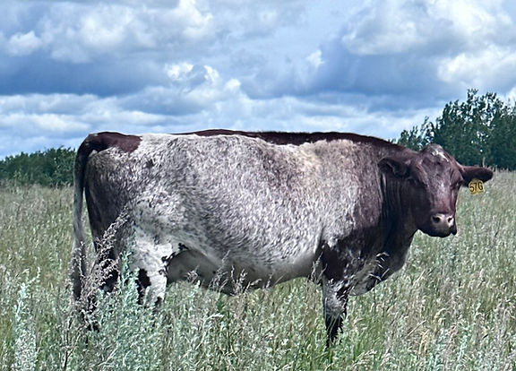 phf57g.jpg
