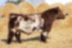 BylandFlash9U106_lg.jpg