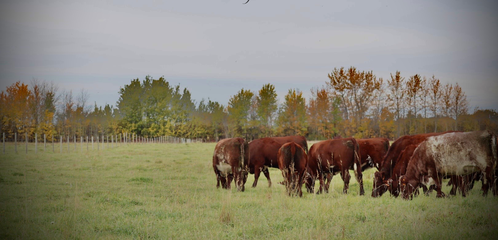 Shorthorn cattle grazing in autumn pasture