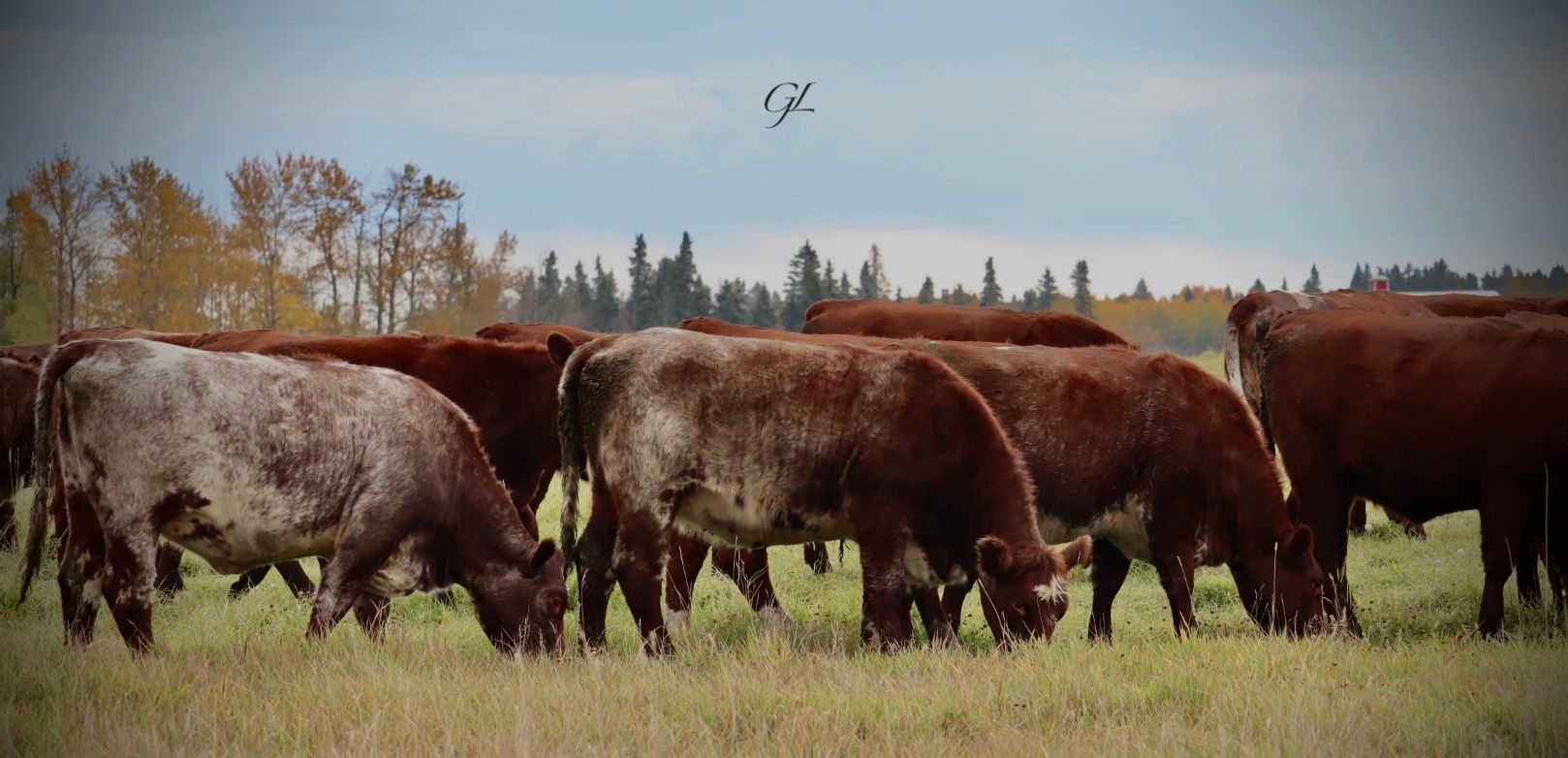 Shorthorn cattle grazing in a field