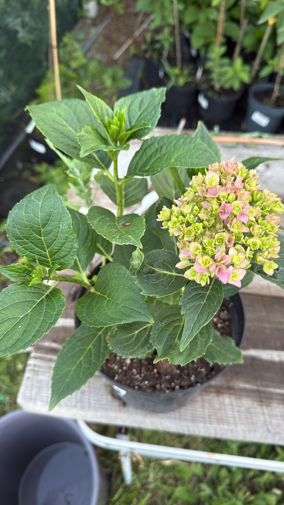 Миниатюра: Тугезе , крупнолистная  ,  грн