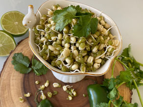 Sprouting the most common mung bean sprouts