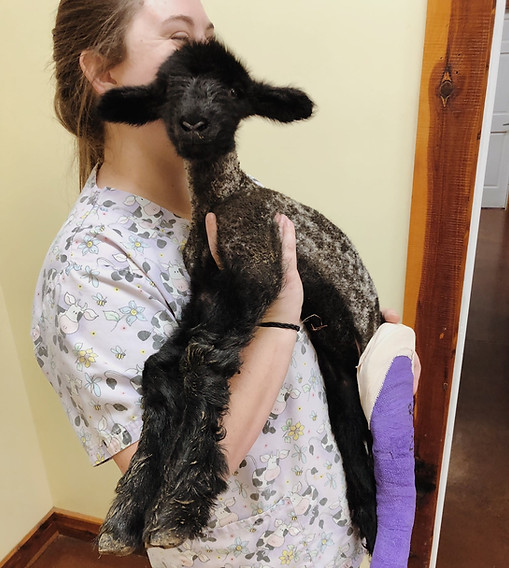 abi sheep.jpg