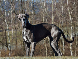 Le Dogue Allemand