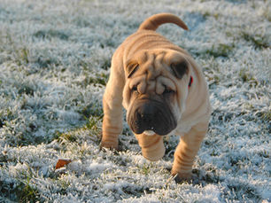 Le Shar Pei