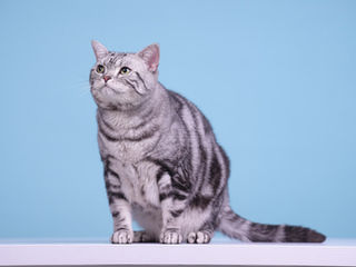 L'American Shorthair