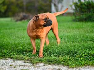 Le Bullmastiff