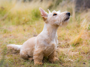 Le Scottish Terrier