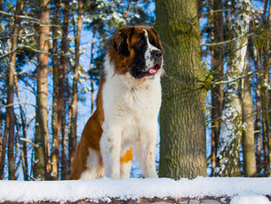 Le Saint-Bernard
