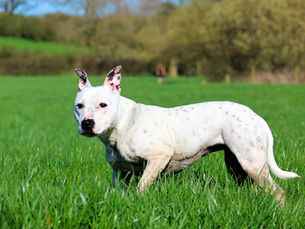 L'American Staffordshire Terrier
