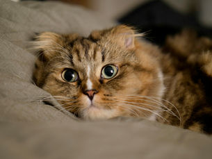L'American Curl