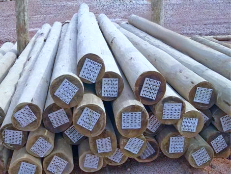 🍃Sustentabilidade que transforma 🍃