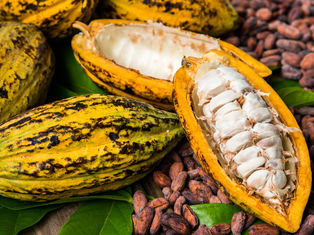 Festival Tempero Bahia chega a sua 9ª edição sob os aromas e sabores dos Biomas da Bahia - Mata Atlântica