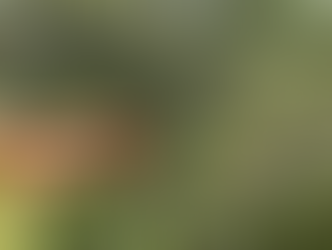 Mais de 100 aves silvestres são reintegradas à natureza na Bahia