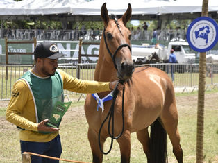Último dia de entrada gratuita na Fenagro 2025 reforça ação solidária