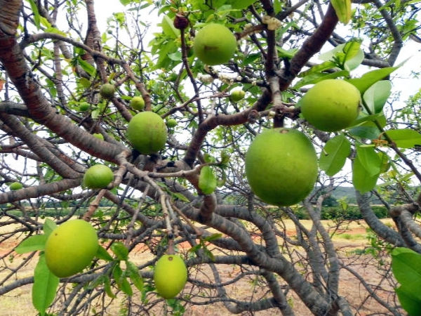 Chapada Diamantina: 12 cidades se reúnem para impulsionar a economia via agroextrativismo