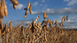 Efeitos climáticos tiraram força do agro no 1º trimestre, diz IBGE