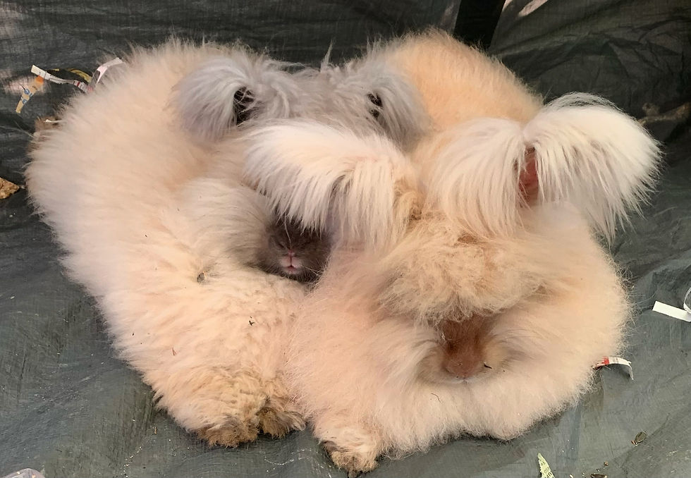 Thumbnail: Cream English Angora Raw Wool