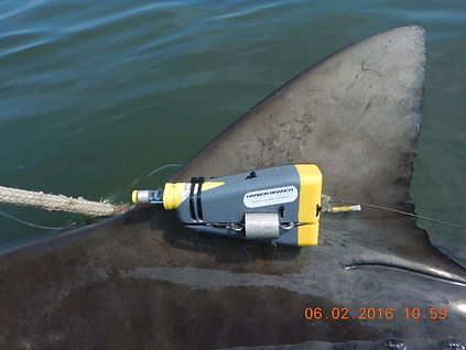 Great White with mini.JPG