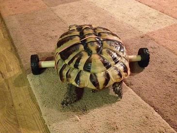 Hermann Tortoise