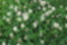 torrtoise care