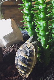 Hermann Tortoise