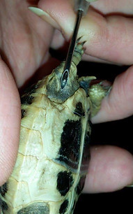 Hermann tortoise