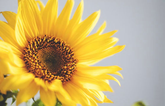 sunflower.jpeg