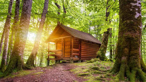 Transforming Scenic State Park: A Colorful Journey through Woodcare Maintenance