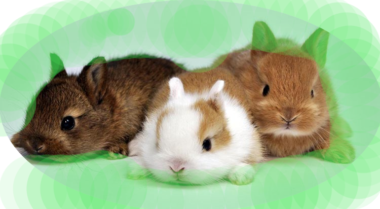 うさぎの情報 種類と平均寿命 個体により差があります