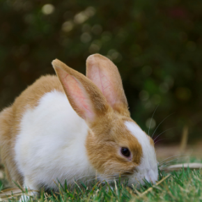 Test yourself on the signs & symptoms of rabbit arthritis