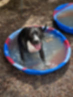 dog enjoying daycare at Hound Haven Franklin TN