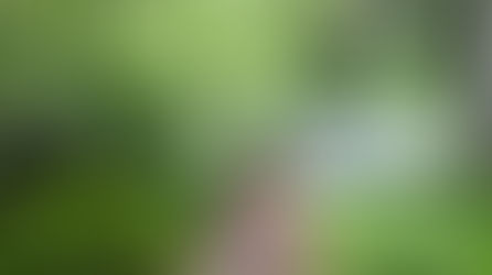 夏を謳歌する森の声♬