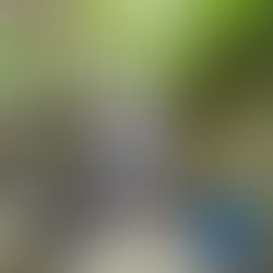 そろそろ終盤、西中国山地の渓流。