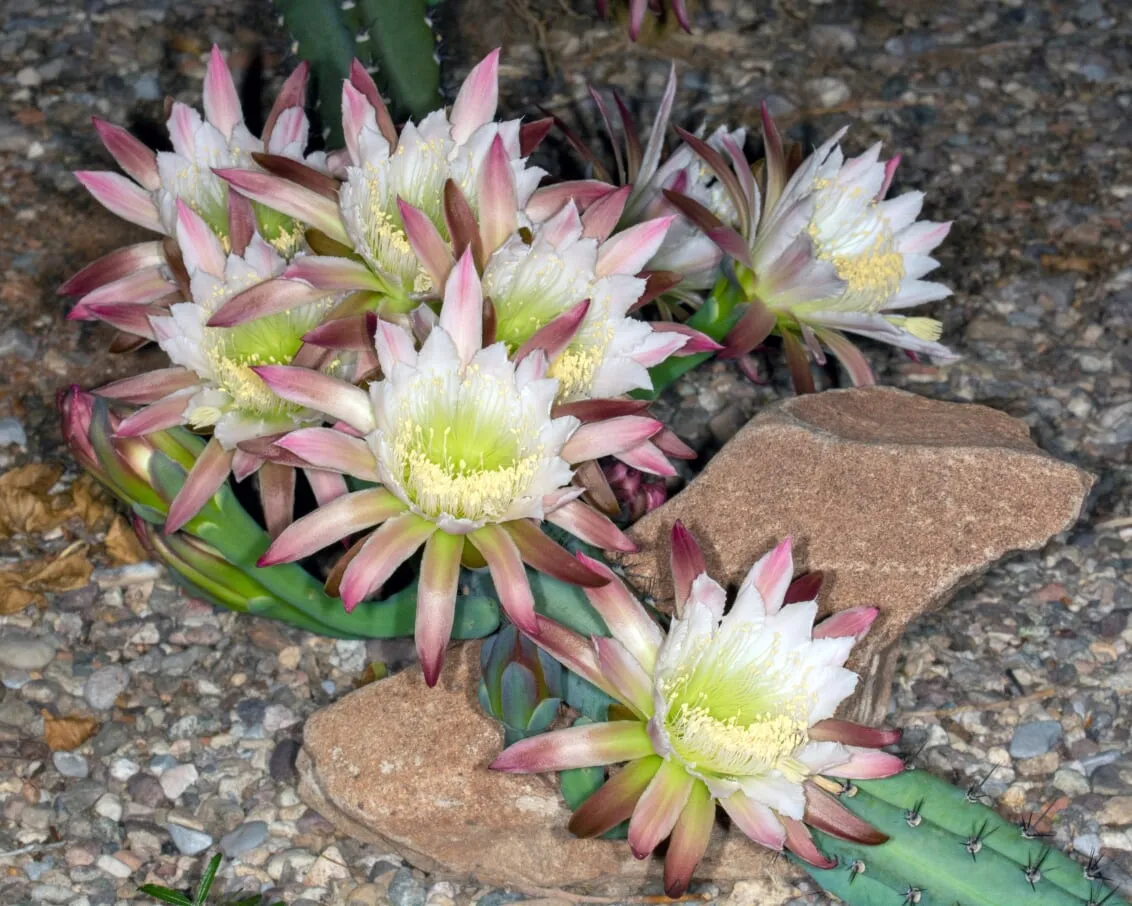 Cactus Country RV Resort