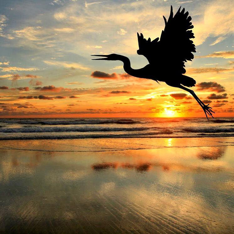 Shorebird takes flight in the Shell Key Preserve as the sunsets.