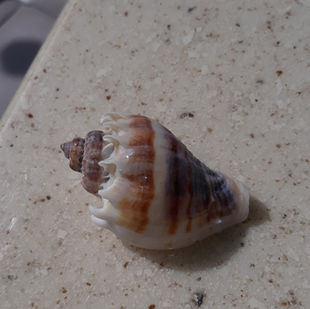 Either a "Banded Tulip" or "Atlantic Triton" shell found at Shell Key