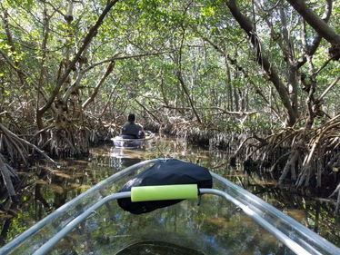 Clear kayak tour mangrove tunnels, St Pete