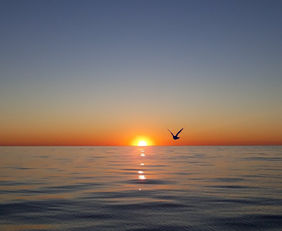 Gull over the Passagrille  channel on our Sunset Cruise, St Pete