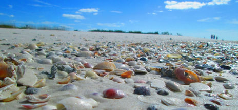 Shells on beach kayak tour Shell Key, St Pete